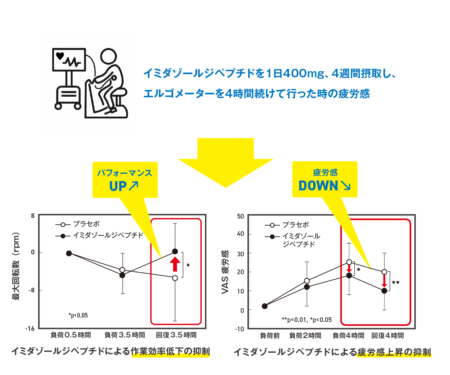 イミダゾールジペプチドを1日400mg、4週間摂取し、エルゴメーターを4時間続けて行った時の疲労感