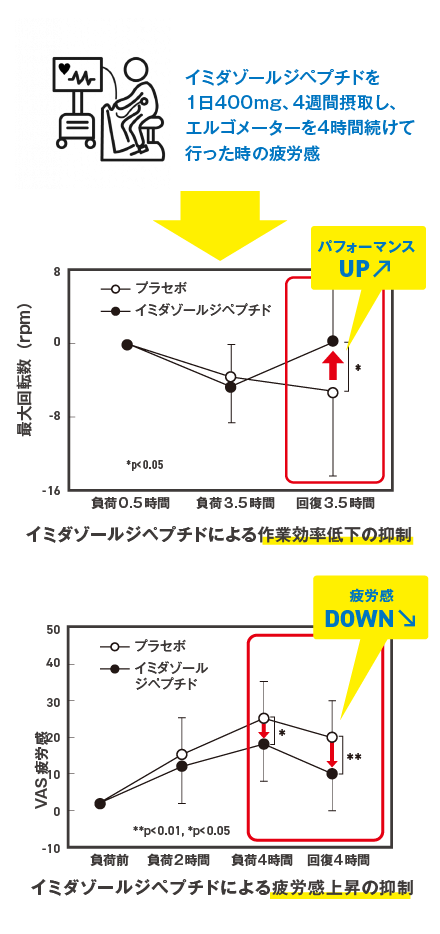 イミダゾールジペプチドを1日400mg、4週間摂取し、エルゴメーターを4時間続けて行った時の疲労感